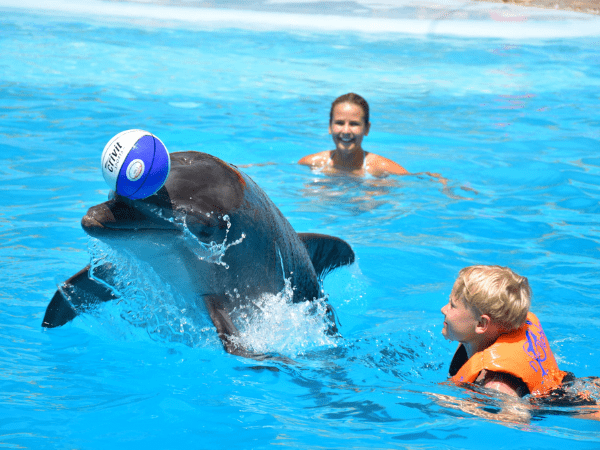 Dolphin Encounter in Sharm El Sheikh Swim with Dolphins
