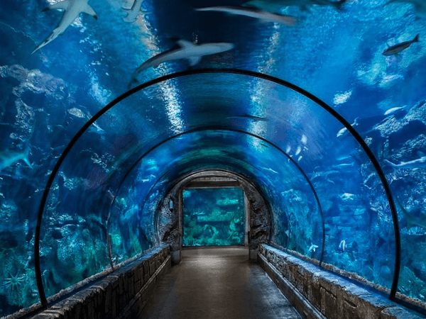 Grand Aquarium Exploration in Hurghada