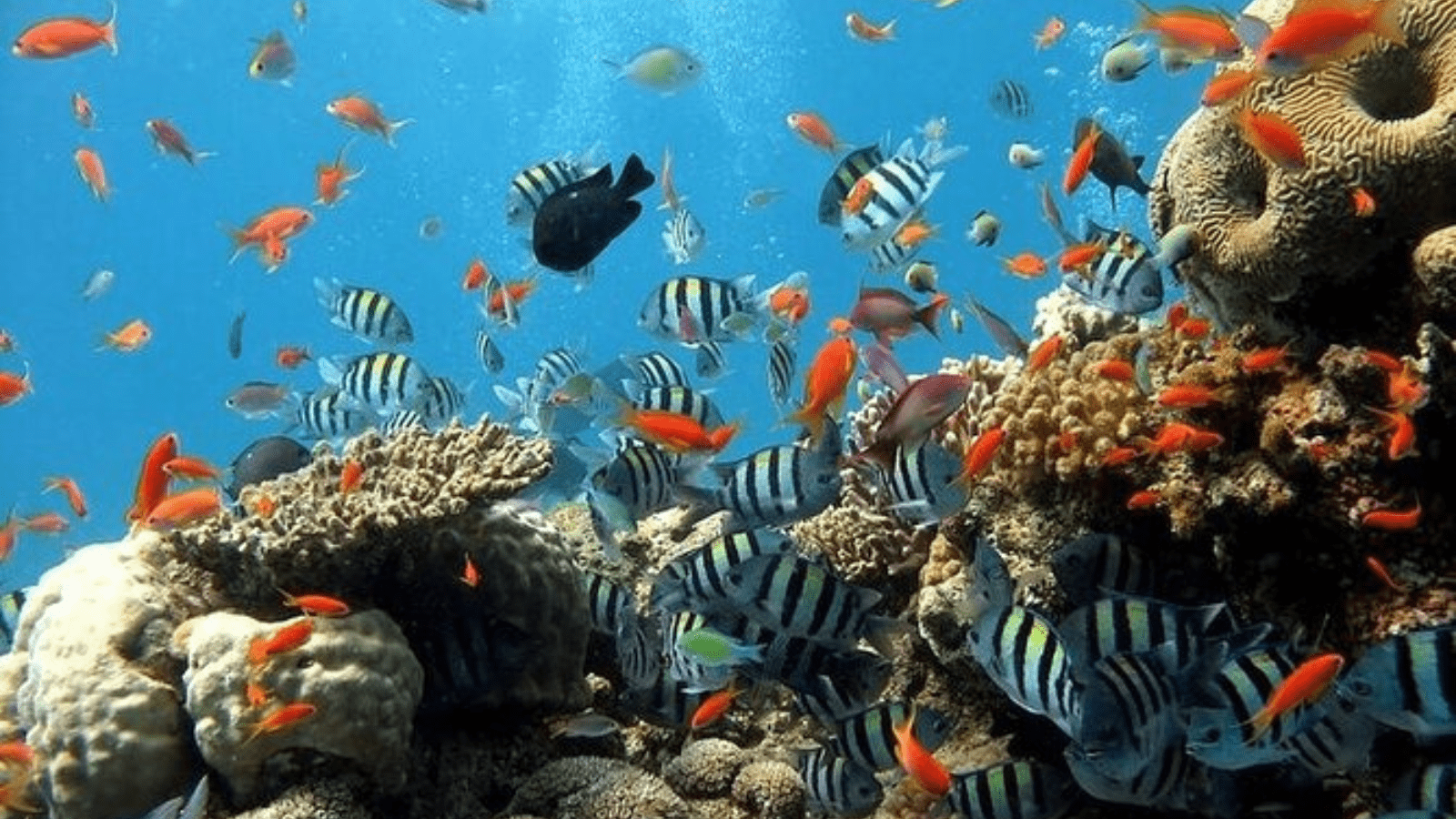 Luxury Marsa Alam Half Day Tours with Red Sea coral reef views