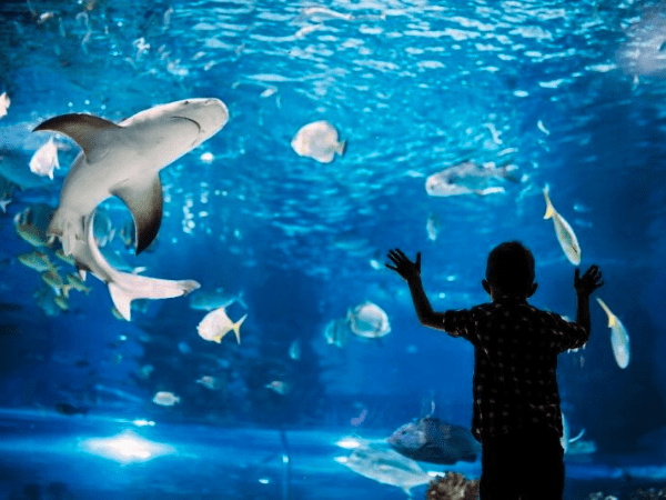 Il Grande Acquario