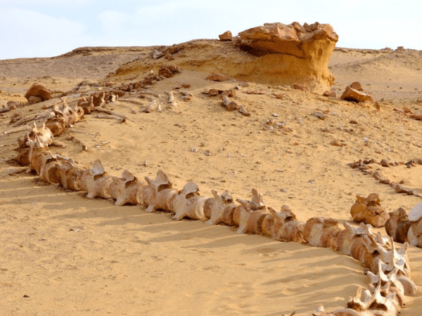 Alla scoperta di Wadi Hitan