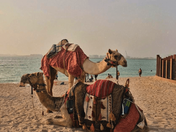 Camel Riding and Lunch