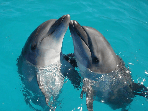 Swim with the Dolphins (Optional Tour)