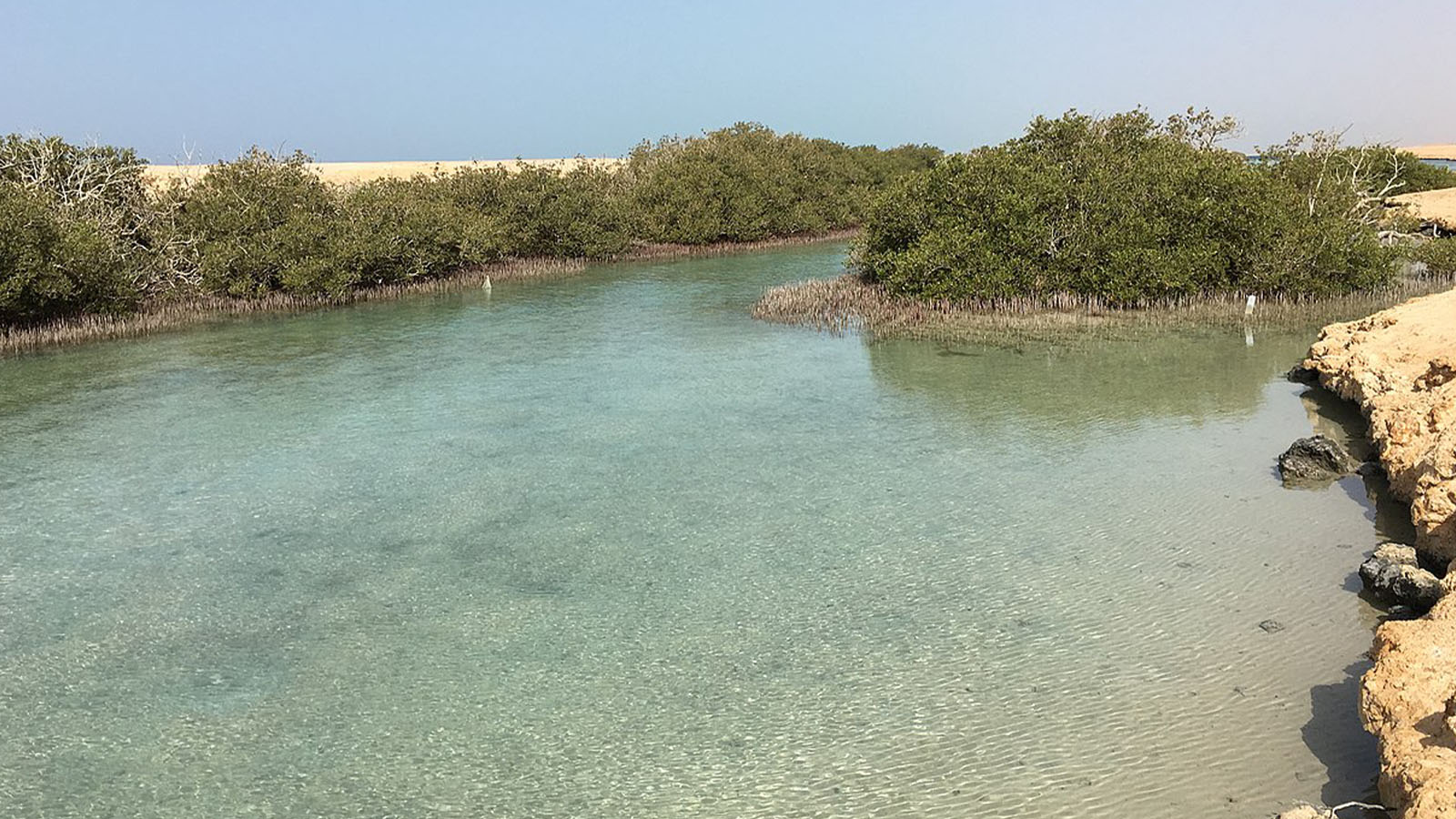 Mangrove Trees