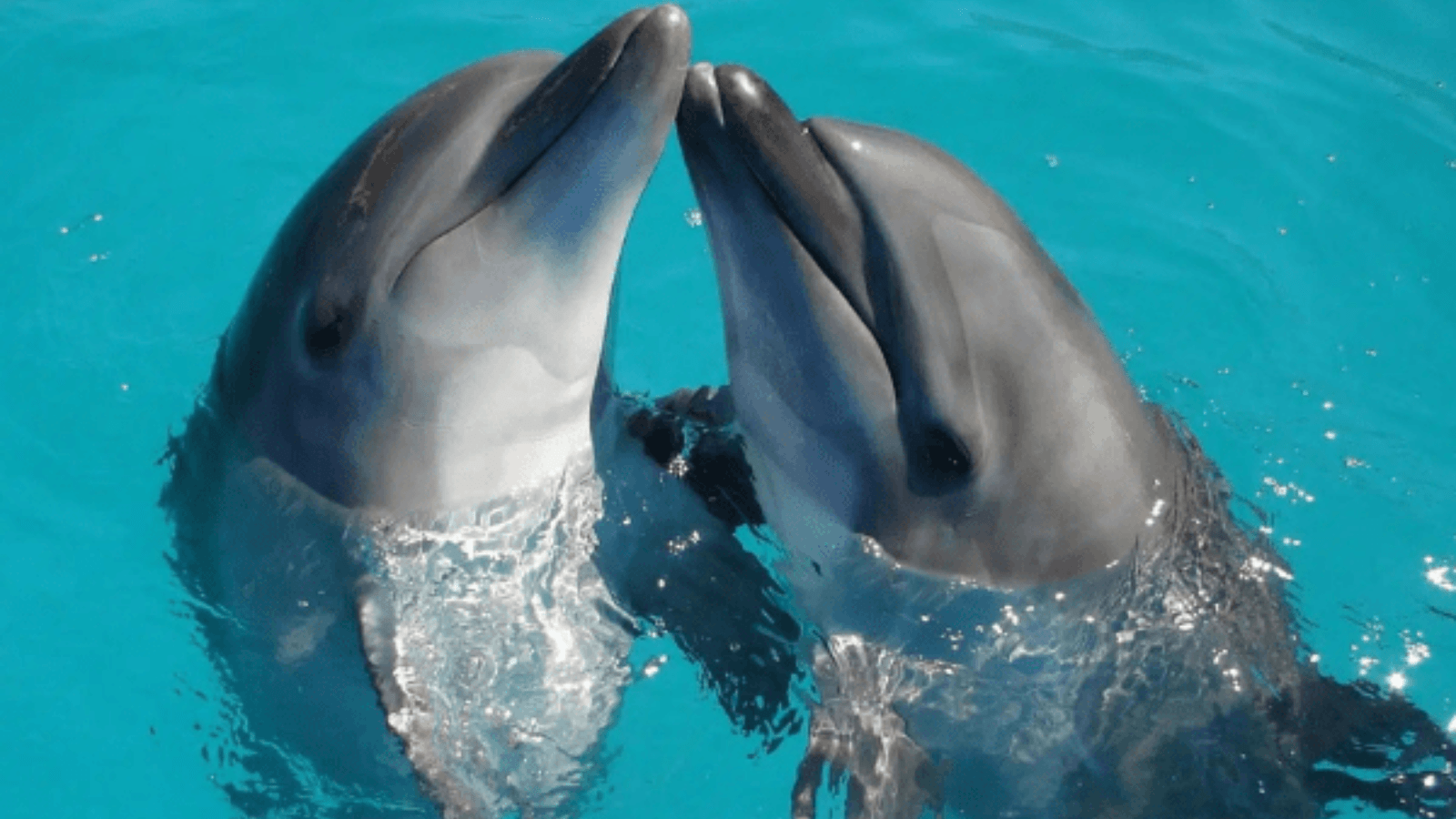 Disfruta del espectáculo de delfines