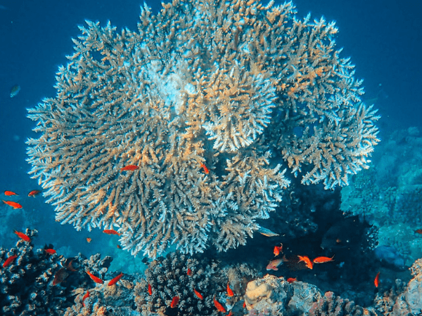 Orange Bay