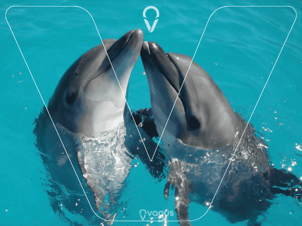 Enjoy The Dolphins Show