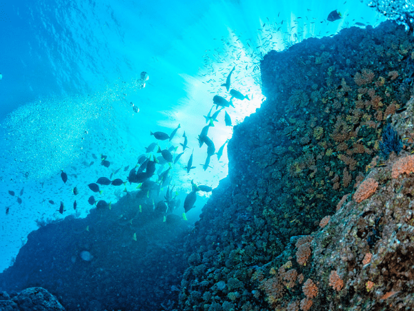 Giftun Island